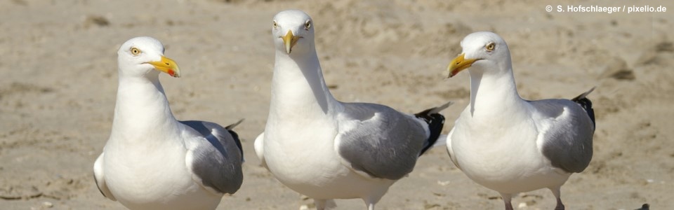Haus Peters Pension Und Ferienwohnungen In Norddeich